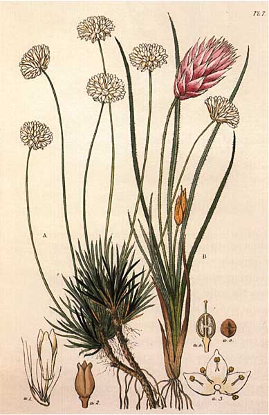 Laxmannia grandiflora and Johnsonia pubescens