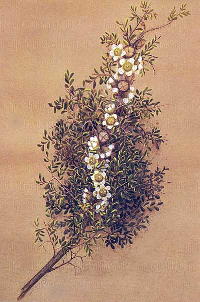 illustration: Leptospermum spinescens