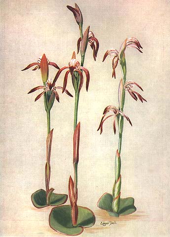 illustration: Lyperanthus nigricans