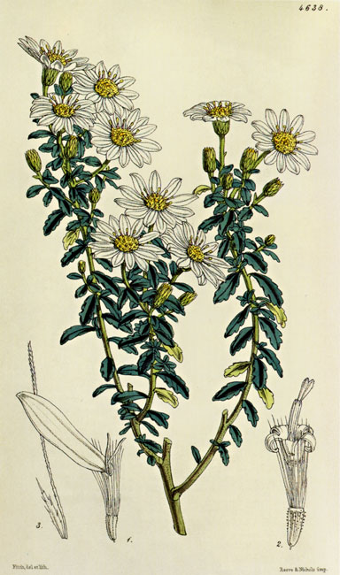 illustration: Olearia phlogopappa