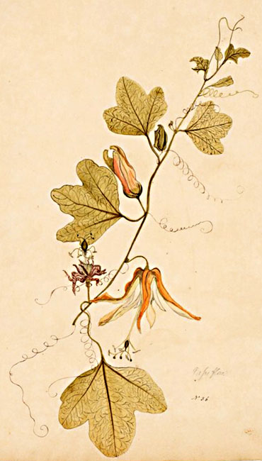 illustration: Passiflora aurantia