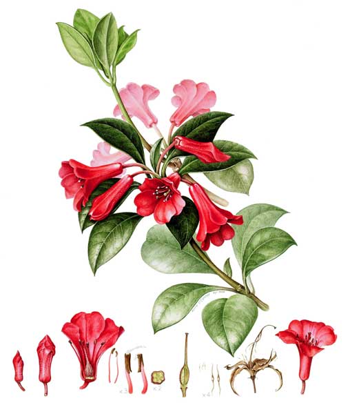 illustration: Rhododendron viriosum