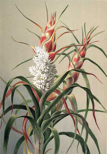 illustration: Richea dracophylla