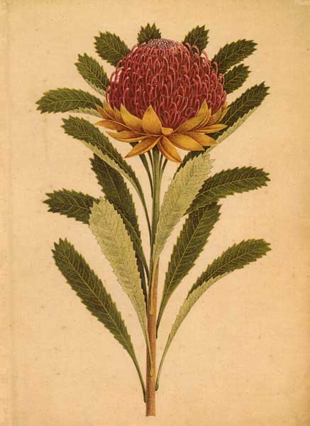 illustration: Telopea speciosissima by Lycett