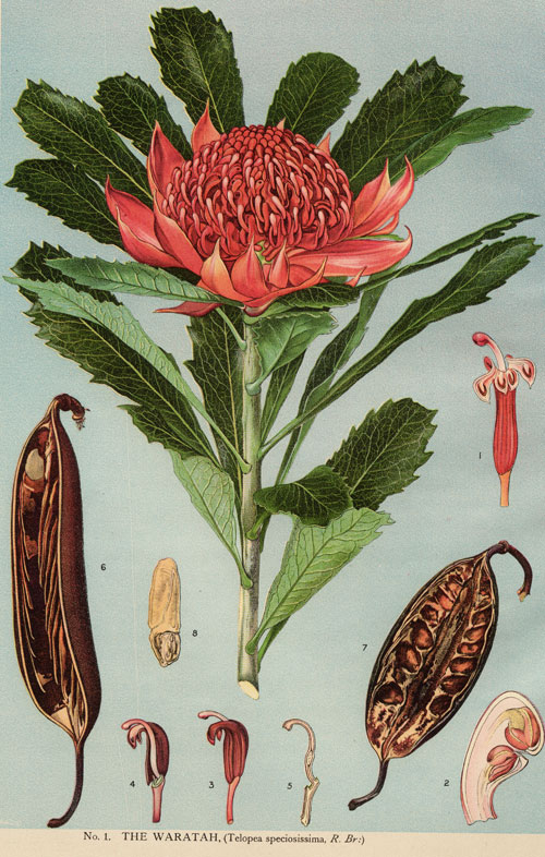 illustration: Telopea speciosissima