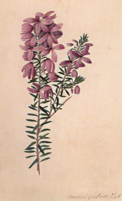 illustration: Tetratheca ericifolia