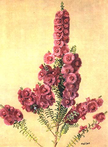 illustration: Verticordia spicata