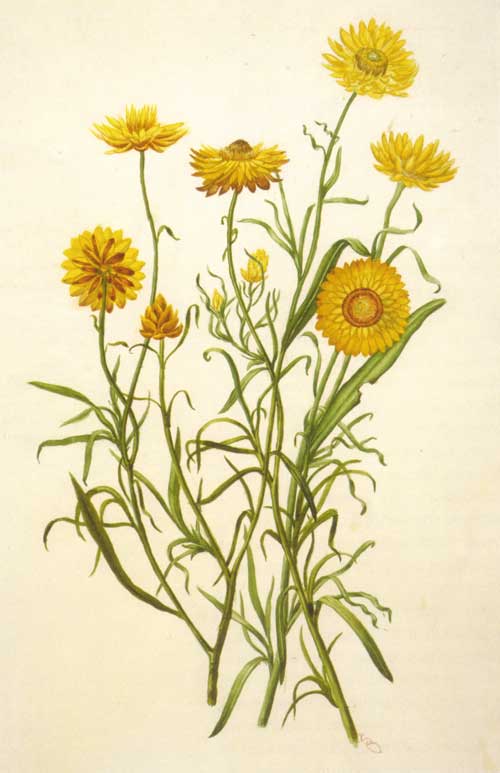 illustration: Xerochrysum bracteatum