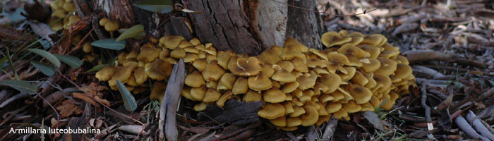 Armillaria