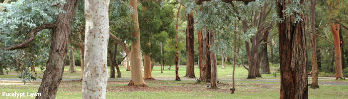 Eucalypt Lawn scene