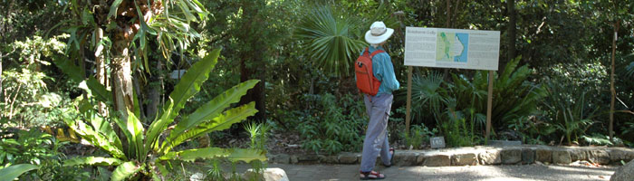 rainforest entrance