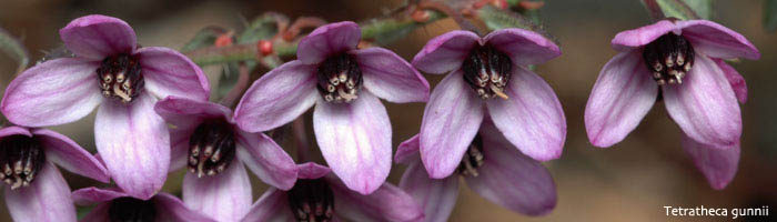 flower image