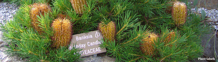 plant label