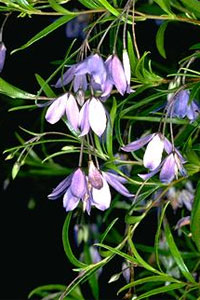 Sollya heterophylla