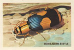 Bombardier Beetle