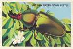 Golden Green Stag Beetle