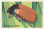 Black-Soil Scarab