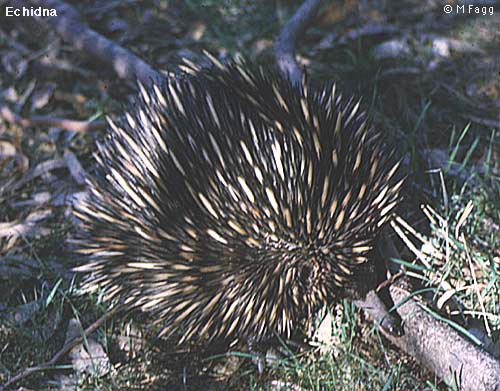 echidna