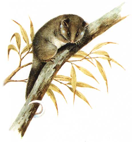 illustration