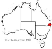 Coronidium telfordii distribution map