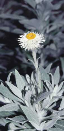 photo: Helichrysum 'Helping Hand'