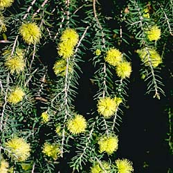 Melaleuca incana