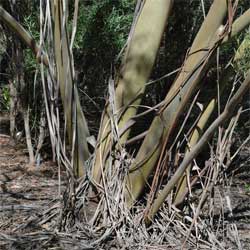Eucalyptus moorei