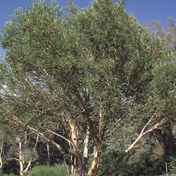 Eucalyptus moorei