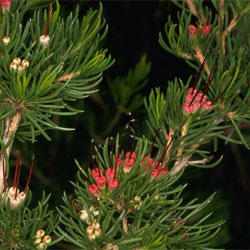 Darwinia fascicularis