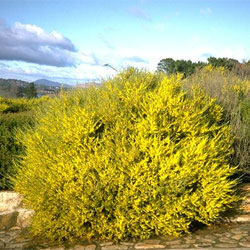 Acacia flexifolia