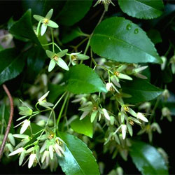 Aphanopetalum resinosum