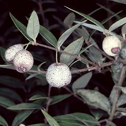 Austromyrtus dulcis fruit photo