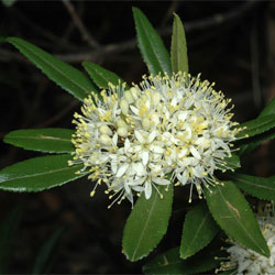 Leionema coxii
