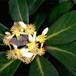 Tasmannia purpurascens