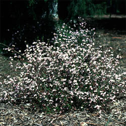 Euryomyrtus ramosissima