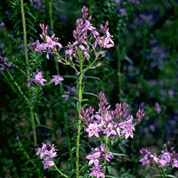 Veronica formosa