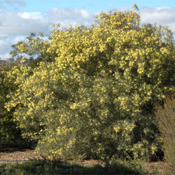 Acacia iteaphylla