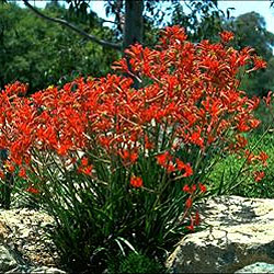 Anigozanthos 'Dwarf Delight'