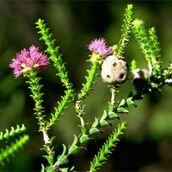 Regelia ciliata