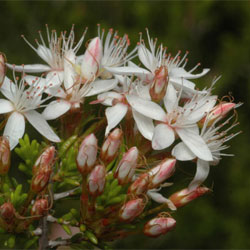 Calytrix tetragona