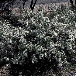 Leptospermum rotundifolium