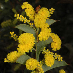 Acacia triptera