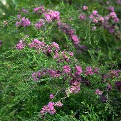 Melaleuca thymifolia