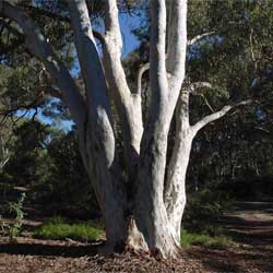 Eucalyptus mannifera