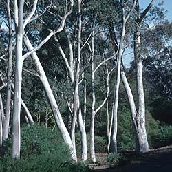 photo of Eucalyptus mannifera