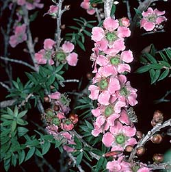 Leptospermum squarrosum photo
