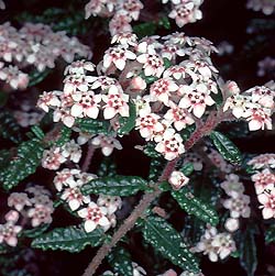 photo of Rulingia hermanniifolia