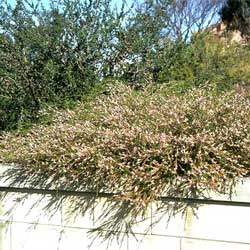 Thryptomene saxicola