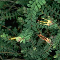 Darwinia citriodora