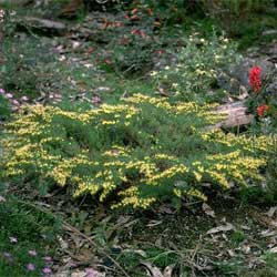 Homoranthus flavescens